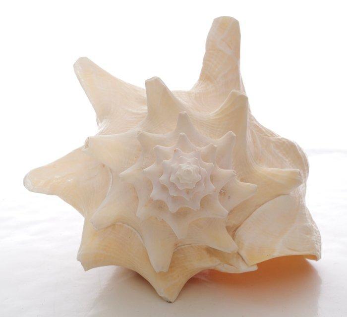 Zeeslak Zeeschelp - Strombus gigas, Collections, Collections Animaux