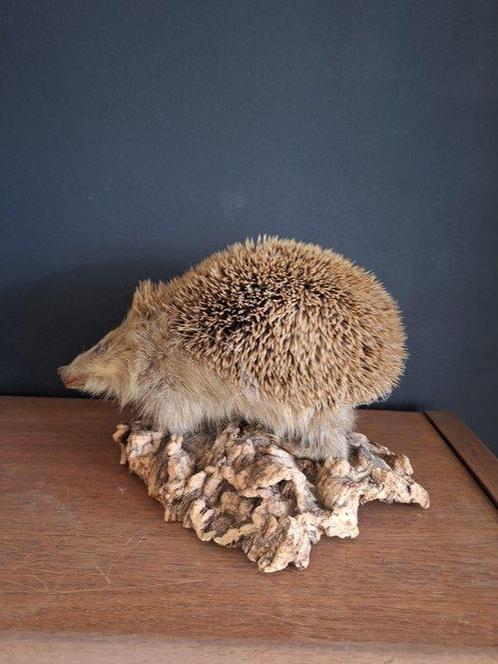Hérisson Support de corps entier pour taxidermie - Opgezette, Verzamelen, Dierenverzamelingen