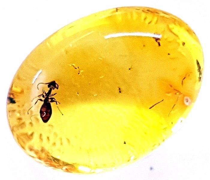 Natuurlijk Baltisch amber met fossiele insecten-inclusie van, Verzamelen, Mineralen en Fossielen