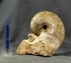 Prachtig en kleurrijk nautiloïde en ammoniet op steen -