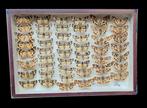 Moths Collection - new ex BERGER  collection (39X26 cm) -  -, Collections