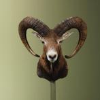Moeflon Taxidermie Opgezette Dieren By Max, Verzamelen, Ophalen of Verzenden, Nieuw, Wild dier, Opgezet dier