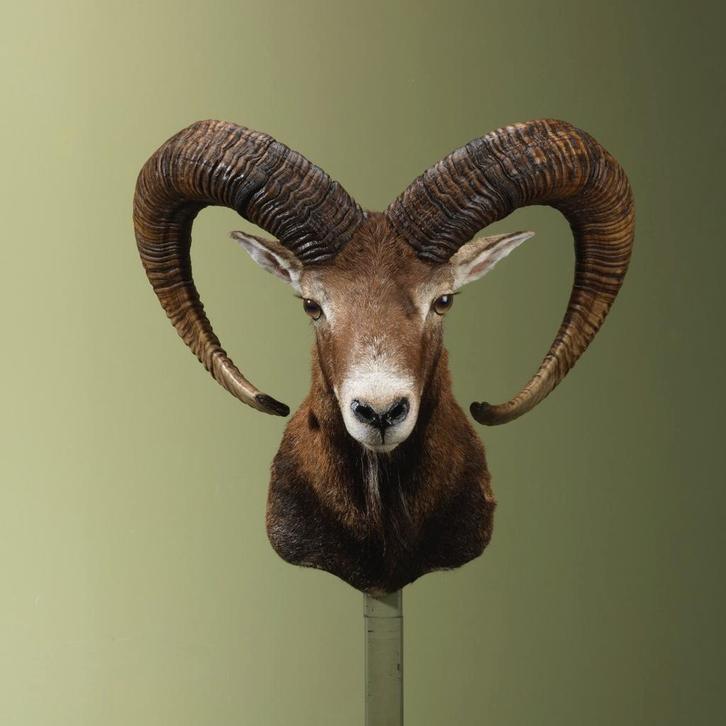 Moeflon Taxidermie Opgezette Dieren By Max, Verzamelen, Dierenverzamelingen, Opgezet dier, Nieuw, Wild dier, Ophalen of Verzenden