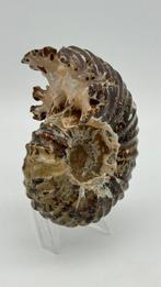 Ammonite - Animal fossilisé - Douvilleiceras mammillatum -, Collections, Minéraux & Fossiles