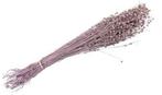 Lino Grass Vlas Linum Droogbloem Bundel Pink 100 gram, Nieuw