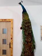 Pauw Taxidermie volledige montage - Pavon cristatus - 225 cm, Antiek en Kunst