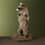 Wasbeer Taxidermie volledige montage - Procyon lotor - 62 cm, Verzamelen, Dierenverzamelingen, Nieuw