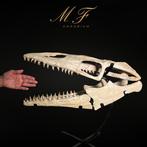 Mosasaurus - Fossiele schedel - 41 cm - 50 cm, Verzamelen, Mineralen en Fossielen