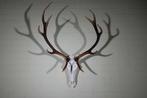 Grand trophée du cerf rouge Crâne - Cervus elaphus - 50 cm -, Collections, Collections Animaux