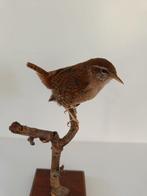 troglodyte Support de corps entier pour taxidermie -, Verzamelen, Dierenverzamelingen, Nieuw