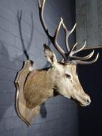 Large Red Stag - head-mount on shield - Taxidermie, Verzamelen, Dierenverzamelingen, Nieuw