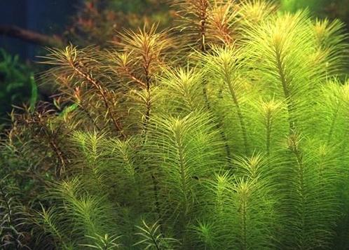 Dennerle Pogostemon Decanensis in vitro, Animaux & Accessoires, Poissons | Aquariums & Accessoires, Envoi