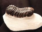 Fossiles - Animal fossilisé - Phacops - 6.5 cm (Sans prix de
