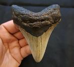 Megalodon - Fossiele tand - nice USA MEGALODON TOOTH - 9.4