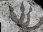 Voetafdrukken van dinosaurussen - Fossiele matrix -