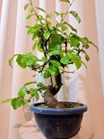 Pseudocydonia bonsai (kweepeer) - Hoogte (boom): 40 cm -, Antiek en Kunst, Curiosa en Brocante