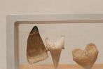 Fossiel - Fossiele tanden, Verzamelen, Mineralen en Fossielen