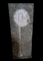 Superbe, grande taille - Plante fossilisée - crinoidea - 88