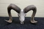 Mouflon Schedel - Ovis a musimon - 26 cm - 26 cm - 46 cm-, Nieuw