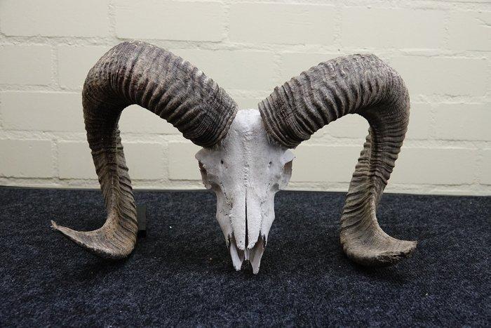 Mouflon Schedel - Ovis a musimon - 26 cm - 26 cm - 46 cm-, Verzamelen, Dierenverzamelingen