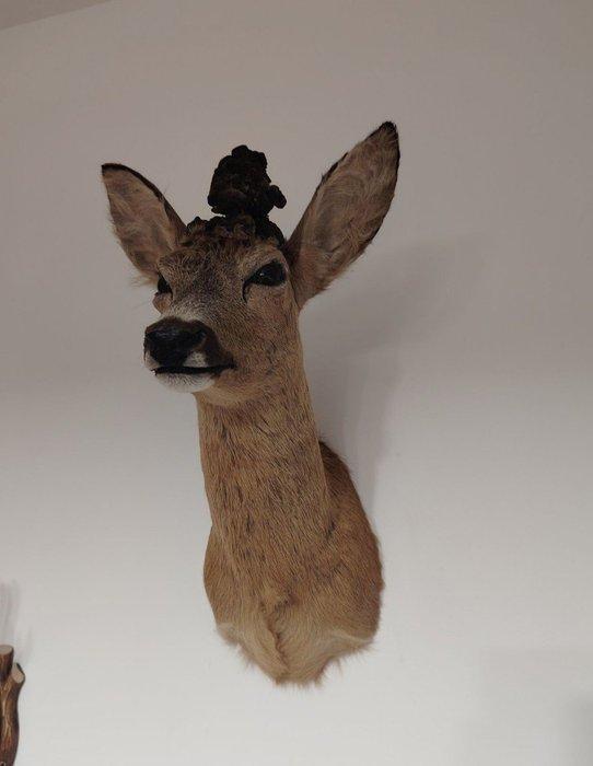 Ree Taxidermie hoofdmontage - Unique Capreolus capreolus -, Verzamelen, Dierenverzamelingen