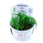 Tropica Blyxa japonica 1-2-grow! (medium), Verzenden
