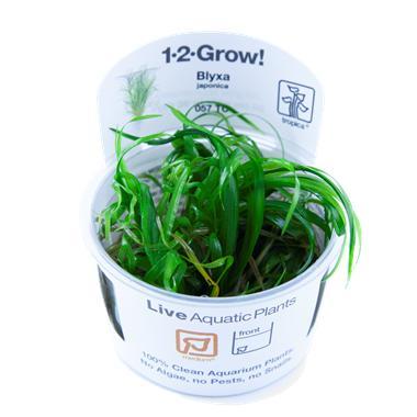 Tropica Blyxa japonica 1-2-grow! (medium), Animaux & Accessoires, Poissons | Aquariums & Accessoires, Envoi