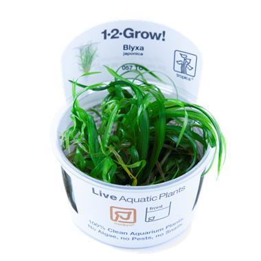 Tropica Blyxa japonica 1-2-grow! (medium), Dieren en Toebehoren, Vissen | Aquaria en Toebehoren, Nieuw, Verzenden
