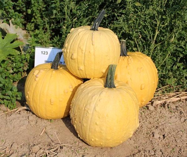 Homestyle F1 PMT Halloweenpompoen 1000 zaden, Huis en Inrichting, Woonaccessoires | Kunstplanten en Kunstbloemen, Nieuw