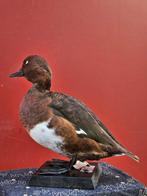 Moretta Tabaccata Taxidermie volledige montage - Aythya, Nieuw