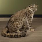 Sneeuwpanter Taxidermie Opgezette Dieren By Max, Ophalen of Verzenden, Nieuw, Wild dier, Opgezet dier