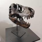 Dinosaurus Schedel - REPLICA-T-REX - REPLICA SABELTAND TIJER