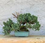 Jeneverbes bonsai (Juniperus) - Hoogte (boom): 19 cm -