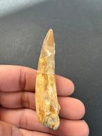 Spinosaurus - Fossiele tand - 7.5 cm (Zonder minimumprijs)
