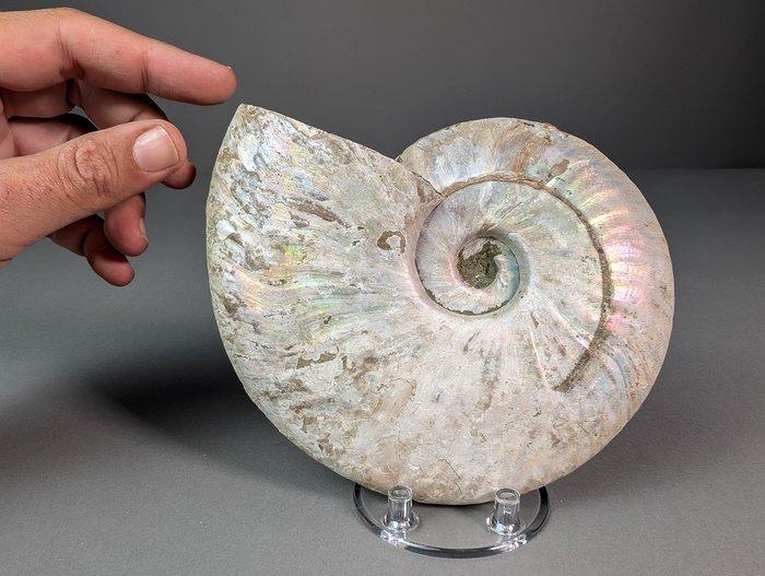 Iriserende ammoniet - Gefossiliseerde schelp - Aioloceras, Verzamelen, Mineralen en Fossielen