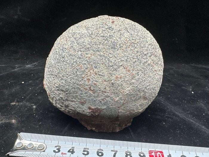 Dinosaurus - Fossiele matrix - Hadrosaurus or, Verzamelen, Mineralen en Fossielen