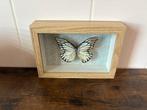 Vlinder Taxidermie volledige montage - Appias Nero, Euploea