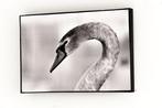 Rouzbeh Tahmassian - Swany - No reserve price, Antiek en Kunst