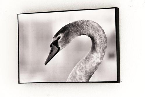 Rouzbeh Tahmassian - Swany - No reserve price, Antiek en Kunst, Kunst | Schilderijen | Modern
