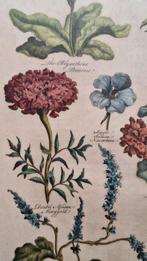 Sir John Hill (1714-1775) - The Vegetable System