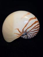 Nautiloïde Coquillage marin - M-897 NAUTILUS POMPILIUS, Nieuw