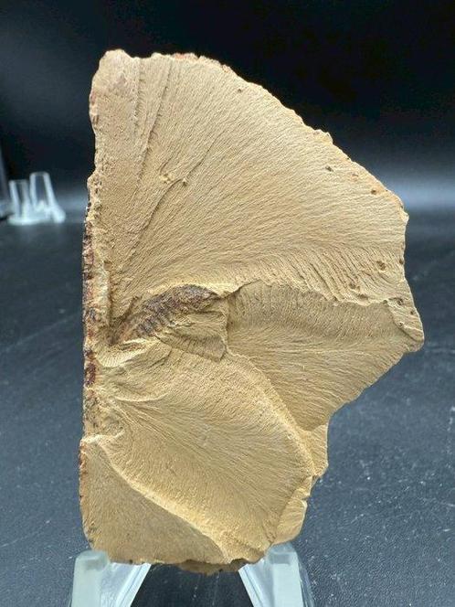 Fossiles - Matrice de plaque fossilisée - Leanchoilia, Verzamelen, Mineralen en Fossielen