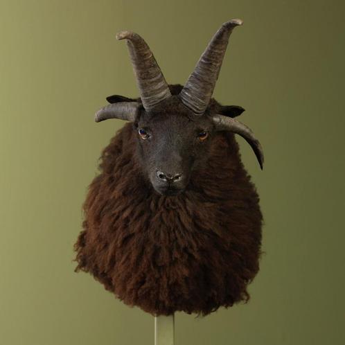 Vierhoornschaap Taxidermie Opgezette Dieren By Max, Verzamelen, Dierenverzamelingen, Opgezet dier, Nieuw, Wild dier, Ophalen of Verzenden