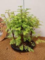 Bonsaï Sequoia côtiers/sapin d’eau (Sequoia) - Hauteur