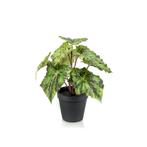 Kunstplant - Begonia Rex - Bladbegonia - 25 cm, Nieuw