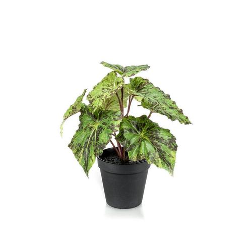 Kunstplant - Begonia Rex - Bladbegonia - 25 cm, Huis en Inrichting, Woonaccessoires | Kunstplanten en Kunstbloemen