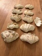 Oude maritieme schelpen Zeeschelp - Type bénitier (Zonder