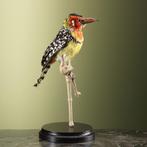 Vuurkopbaardvogel Taxidermie Opgezette Dieren By Max, Ophalen of Verzenden, Nieuw, Vogel, Opgezet dier
