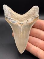 Megalodon - Fossiele tand - Carcharias Megalodon - 10.2 cm -, Verzamelen, Mineralen en Fossielen