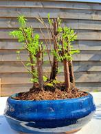 metasequoia bos in bonsaischaal - Hoogte (boom): 20 cm -